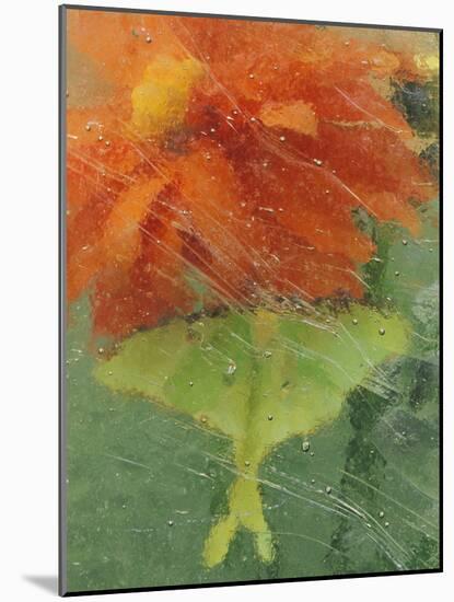 Luna Moth on Orange Dahlia Behind Glass, Pennsylvania, USA-Nancy Rotenberg-Mounted Photographic Print