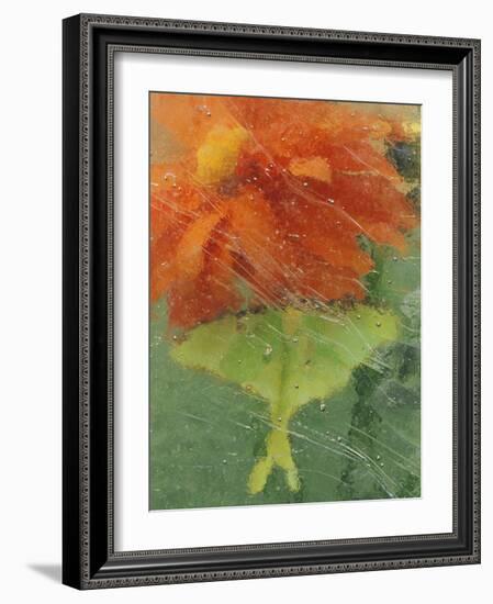Luna Moth on Orange Dahlia Behind Glass, Pennsylvania, USA-Nancy Rotenberg-Framed Photographic Print