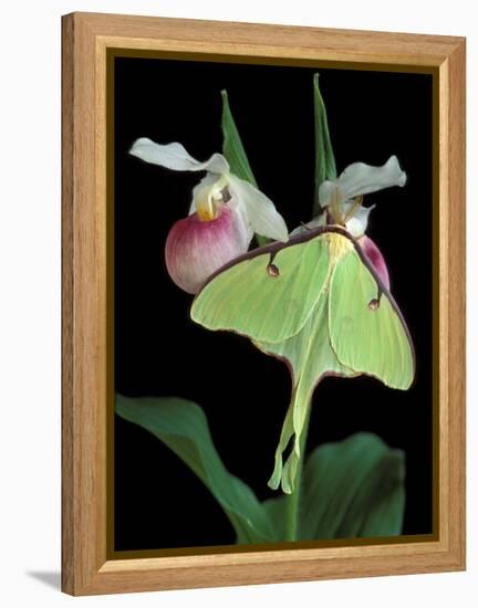 Luna Moths on Showy Lady Slipper, Wilderness State Park, Michigan, USA-Claudia Adams-Framed Premier Image Canvas