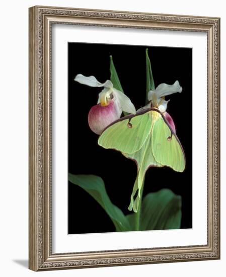 Luna Moths on Showy Lady Slipper, Wilderness State Park, Michigan, USA-Claudia Adams-Framed Photographic Print