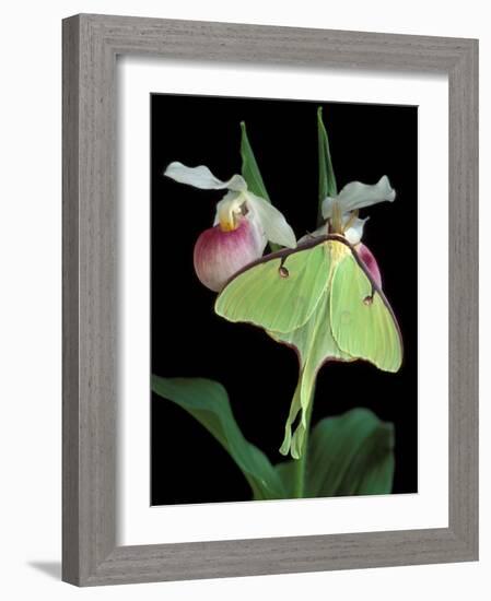 Luna Moths on Showy Lady Slipper, Wilderness State Park, Michigan, USA-Claudia Adams-Framed Photographic Print