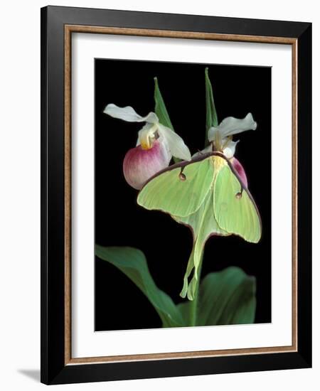 Luna Moths on Showy Lady Slipper, Wilderness State Park, Michigan, USA-Claudia Adams-Framed Photographic Print