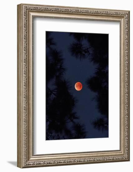 Lunar Blood Moon and Trees, oakland, California-Vincent James-Framed Photographic Print