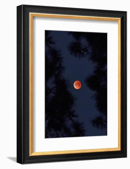 Lunar Blood Moon and Trees, oakland, California-Vincent James-Framed Photographic Print