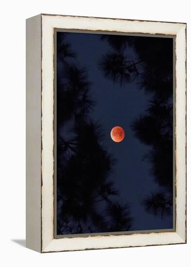 Lunar Blood Moon and Trees, oakland, California-Vincent James-Framed Premier Image Canvas