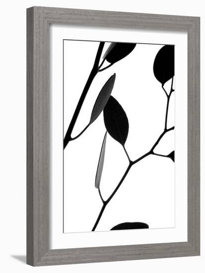 Lunaria Honesty II-Monika Burkhart-Framed Photographic Print