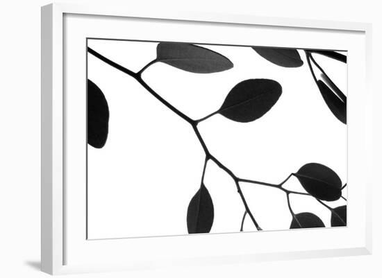 Lunaria Honesty III-Monika Burkhart-Framed Photographic Print