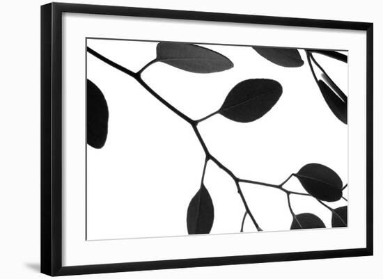 Lunaria Honesty III-Monika Burkhart-Framed Photographic Print