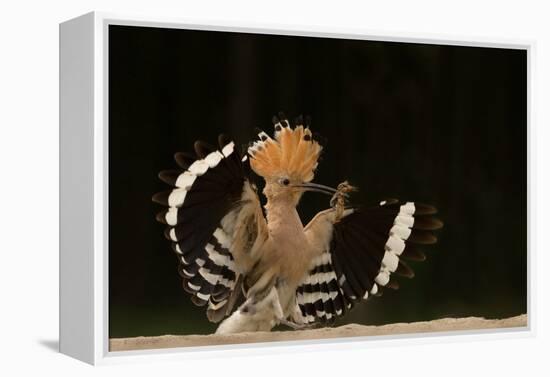 Lunch Is Ready-Giulio Zanni-Framed Premier Image Canvas