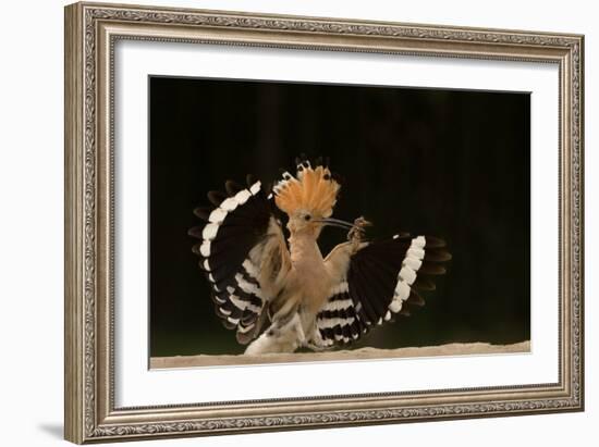 Lunch Is Ready-Giulio Zanni-Framed Photographic Print