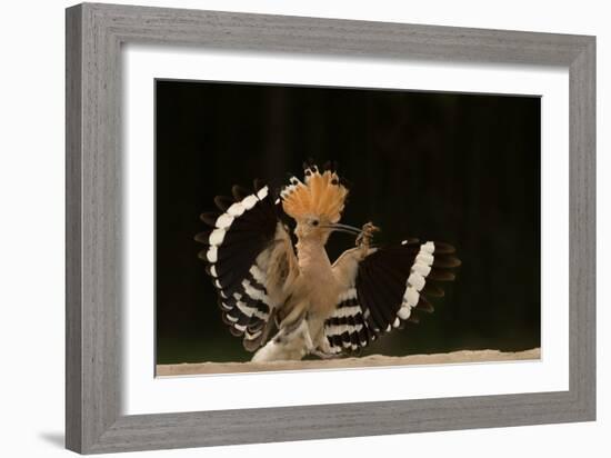 Lunch Is Ready-Giulio Zanni-Framed Photographic Print