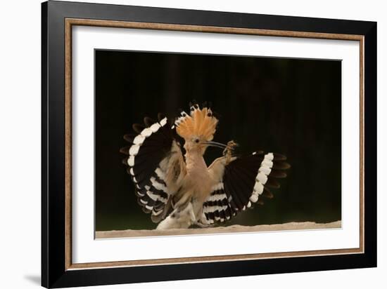 Lunch Is Ready-Giulio Zanni-Framed Photographic Print