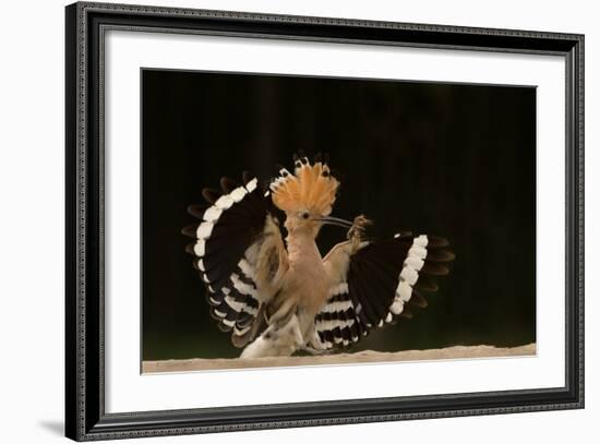 Lunch Is Ready-Giulio Zanni-Framed Photographic Print