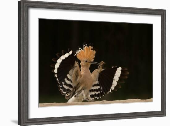 Lunch Is Ready-Giulio Zanni-Framed Photographic Print