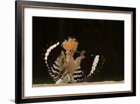 Lunch Is Ready-Giulio Zanni-Framed Photographic Print