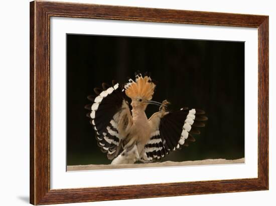 Lunch Is Ready-Giulio Zanni-Framed Photographic Print