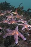 Common Starfish (Asterias Rubens) Saltstraumen, Bodø, Norway, October 2008-Lundgren-Photographic Print