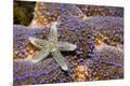 Premium Photographic Print
