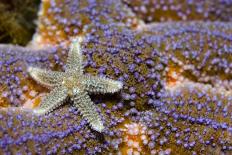 Common Starfish (Asterias Rubens) Saltstraumen, Bodø, Norway, October 2008-Lundgren-Photographic Print