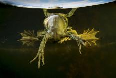 Loggerhead Turtle (Caretta Caretta) with a Shoal of Pilot Fish, Pico, Azores, Portugal, June-Lundgren-Photographic Print