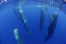 Sperm Whales (Physeter Macrocephalus) Resting, Pico, Azores, Portugal-Lundgren-Photographic Print