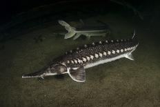 Atlantic Salmon (Salmo Salar) Male, River Orkla, Norway, September 2008-Lundgren-Photographic Print