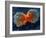 Lung Cancer Cell Division, SEM-Steve Gschmeissner-Framed Photographic Print