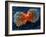 Lung Cancer Cell Division, SEM-Steve Gschmeissner-Framed Photographic Print