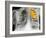 Lung Cancer, X-ray-Science Photo Library-Framed Photographic Print