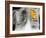 Lung Cancer, X-ray-Science Photo Library-Framed Photographic Print