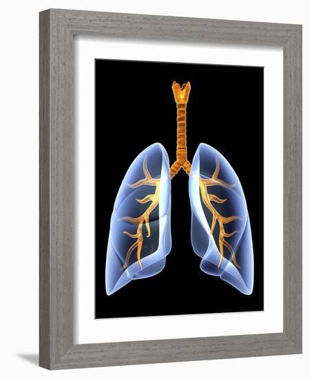 Lungs And Bronchial Tree, Artwork-PASIEKA-Framed Photographic Print