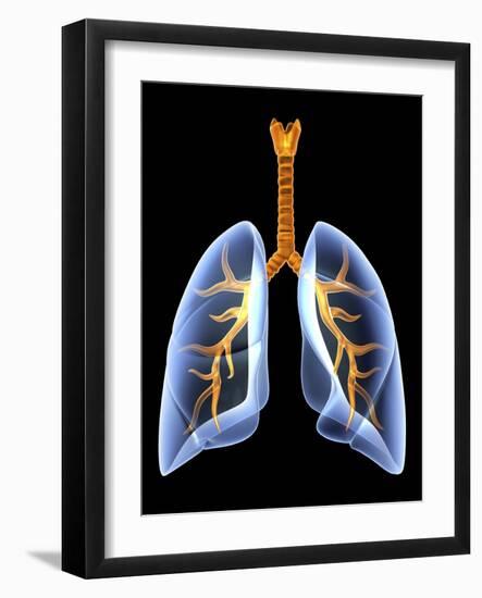 Lungs And Bronchial Tree, Artwork-PASIEKA-Framed Photographic Print