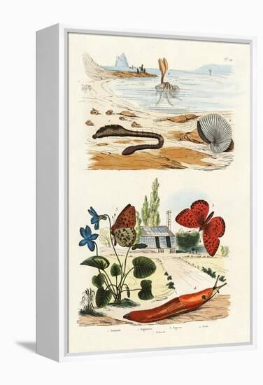 Lungworm, 1833-39-null-Framed Premier Image Canvas