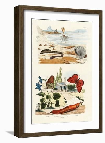 Lungworm, 1833-39-null-Framed Giclee Print