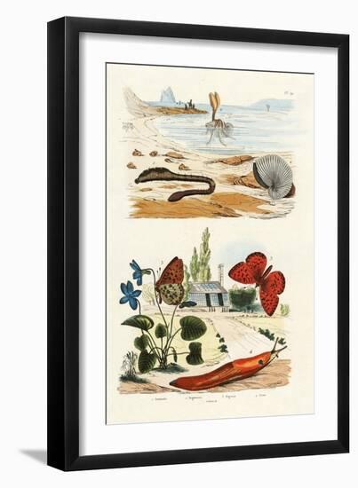 Lungworm, 1833-39-null-Framed Giclee Print