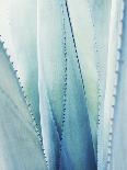 Pale Blue Agave No. 1-Lupen Grainne-Photographic Print