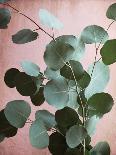 Sage Eucalyptus No. 1-Lupen Grainne-Framed Photographic Print