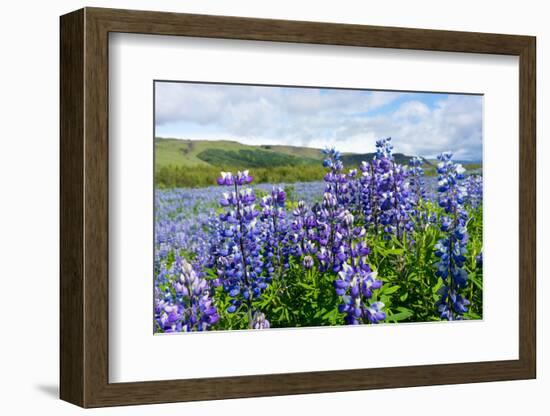 Lupin Blossom-Catharina Lux-Framed Photographic Print