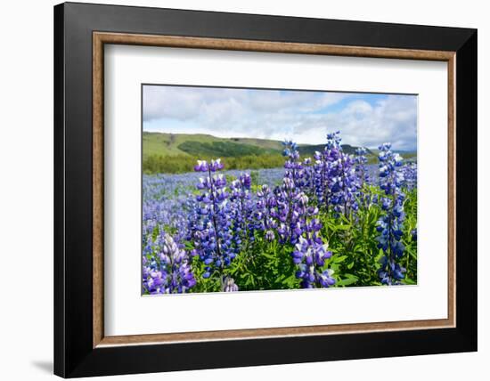 Lupin Blossom-Catharina Lux-Framed Photographic Print