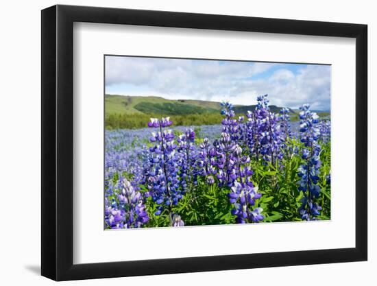 Lupin Blossom-Catharina Lux-Framed Photographic Print