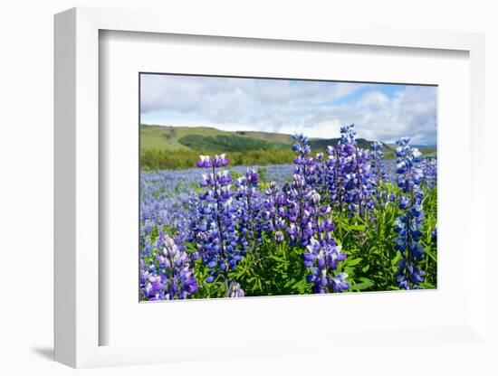 Lupin Blossom-Catharina Lux-Framed Photographic Print