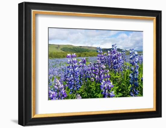 Lupin Blossom-Catharina Lux-Framed Photographic Print