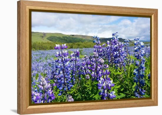 Lupin Blossom-Catharina Lux-Framed Premier Image Canvas