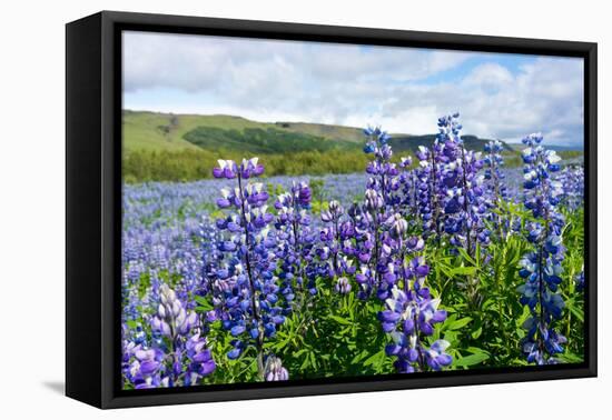 Lupin Blossom-Catharina Lux-Framed Premier Image Canvas