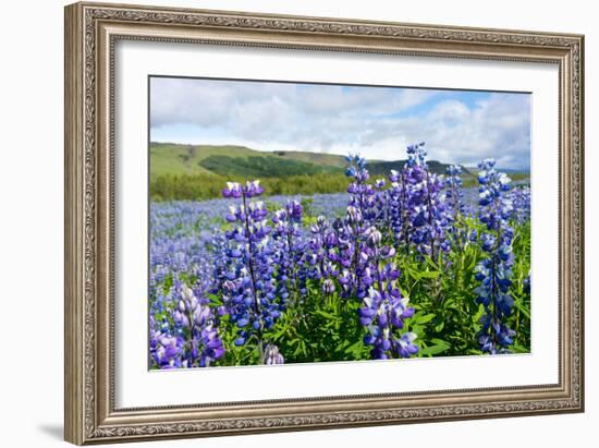 Lupin Blossom-Catharina Lux-Framed Photographic Print