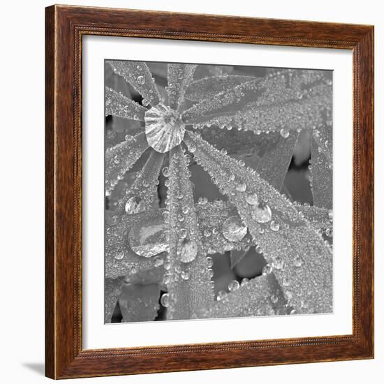 Lupin Dew I B&W-Adam Brock-Framed Giclee Print