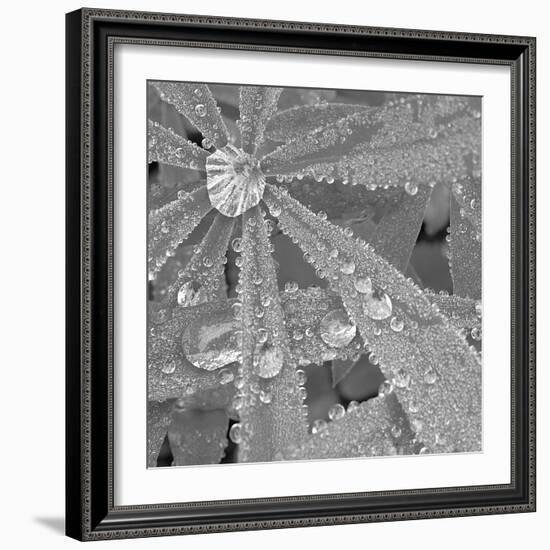 Lupin Dew I B&W-Adam Brock-Framed Giclee Print