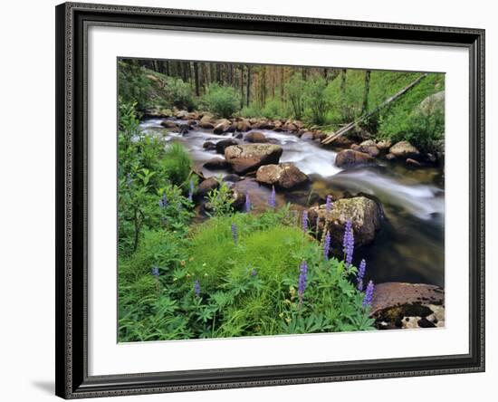 Lupine Along Jacobsen Creek in the Pioneer Range of Montana, USA-Chuck Haney-Framed Photographic Print