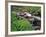 Lupine Along Jacobsen Creek in the Pioneer Range of Montana, USA-Chuck Haney-Framed Photographic Print