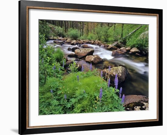 Lupine Along Jacobsen Creek in the Pioneer Range of Montana, USA-Chuck Haney-Framed Photographic Print